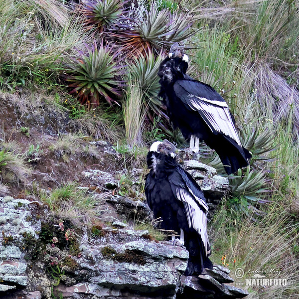 Andean Condor (Vultur gryphus)