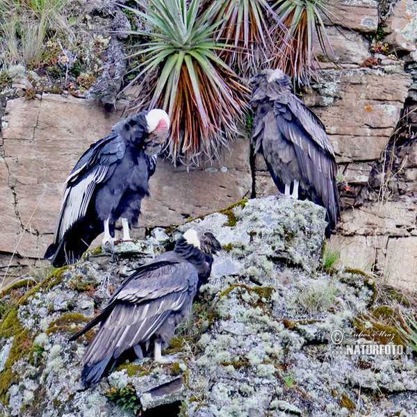 Andean Condor (Vultur gryphus)