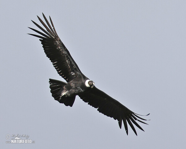 Andean Condor (Vultur gryphus)