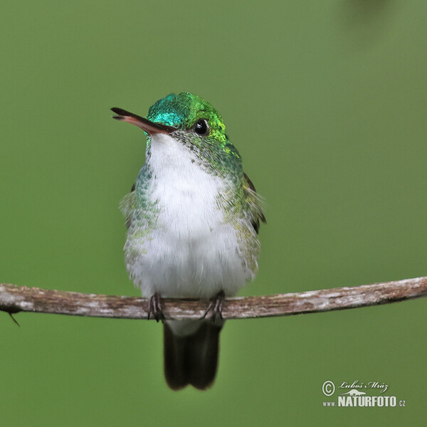 Andean emerald (Uranomitra franciae)