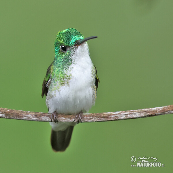 Andean emerald (Uranomitra franciae)