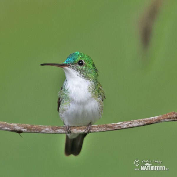 Andean emerald (Uranomitra franciae)