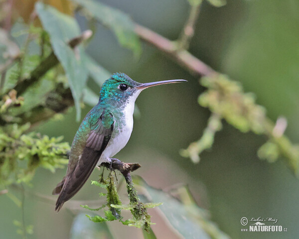 Andean emerald (Uranomitra franciae)