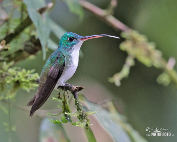 Andean emerald (Uranomitra franciae)