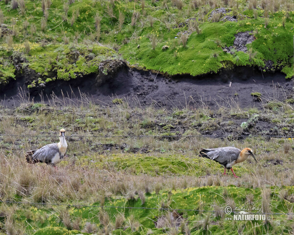 Andean Ibis (Theristicus branickii)