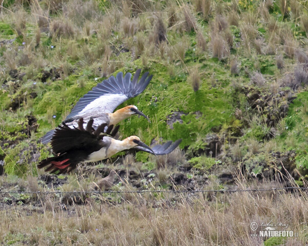 Andean Ibis (Theristicus branickii)