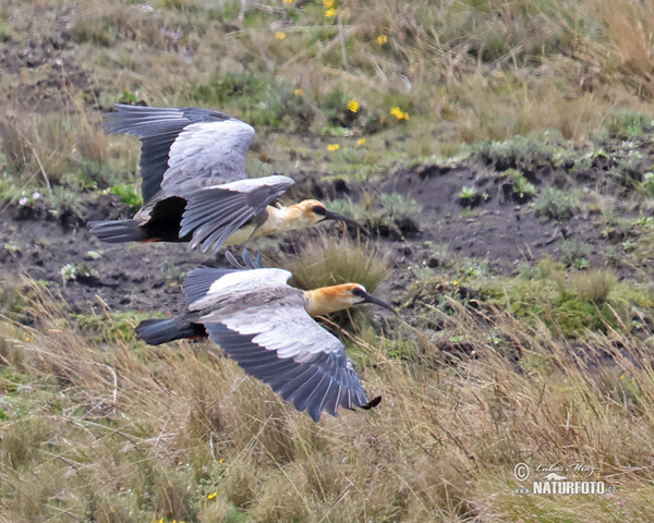 Andean Ibis (Theristicus branickii)