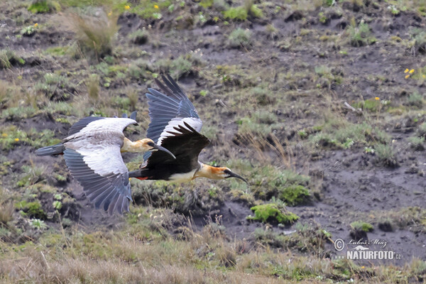 Andean Ibis (Theristicus branickii)