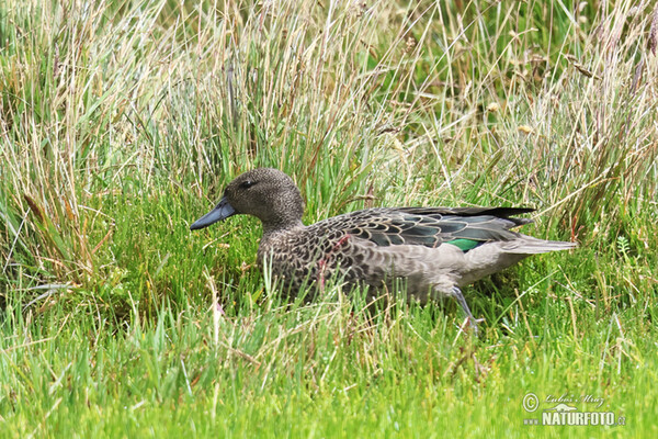 Andean Teal (Anas andium)