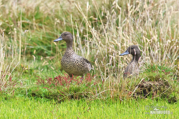 Andean Teal (Anas andium)