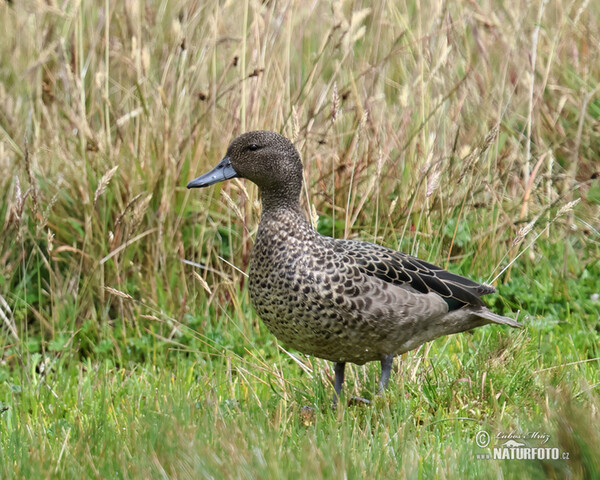 Andean Teal (Anas andium)