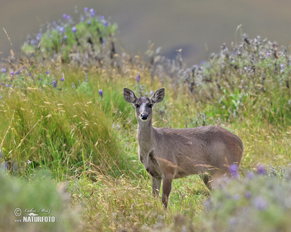 Andean White-tailed Deer (Odocoileus virginianus peruvianus)