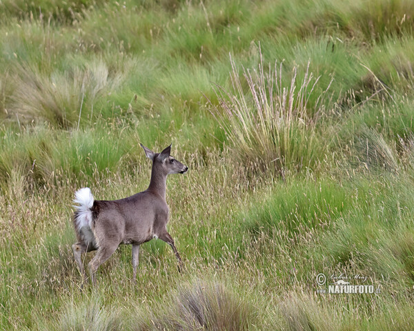 Andean White-tailed Deer (Odocoileus virginianus peruvianus)