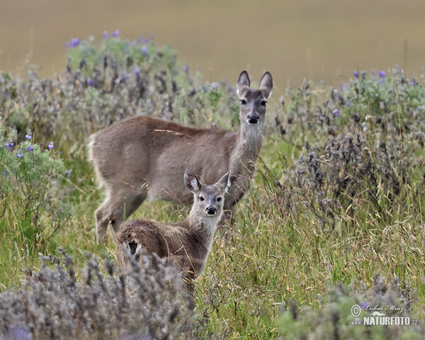 Andean White-tailed Deer (Odocoileus virginianus peruvianus)