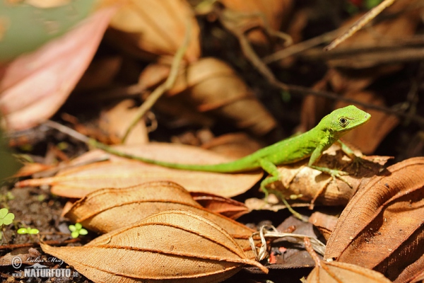 Andes Anole (Anolis gemmosus)