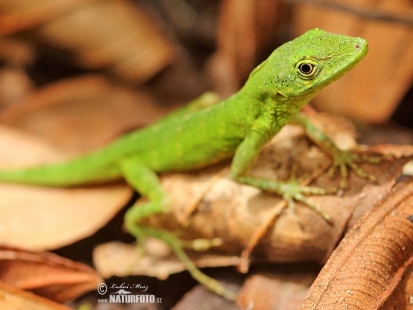 Andes Anole (Anolis gemmosus)