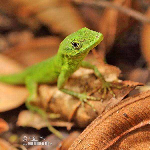 Andes Anole (Anolis gemmosus)