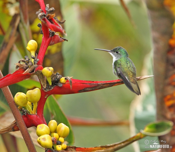 Andrean Emerald (Amazilia franciae)