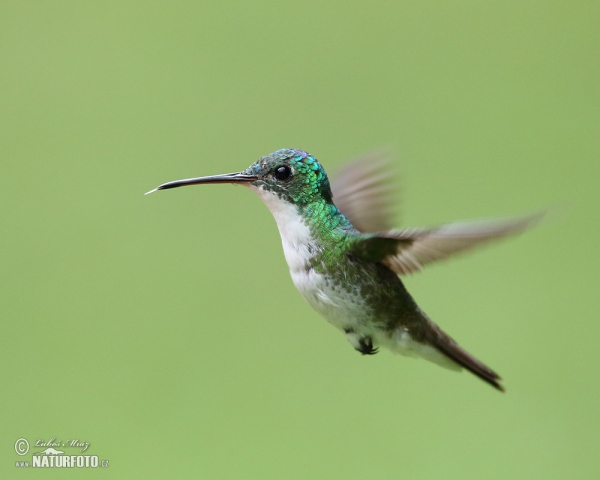 Andrean Emerald (Amazilia franciae)