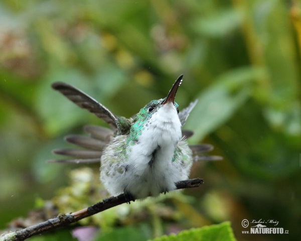 Andrean Emerald (Amazilia franciae)