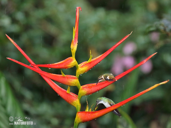 Andrean Emerald (Amazilia franciae)