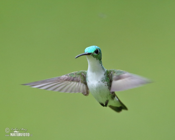 Andrean Emerald (Amazilia franciae)