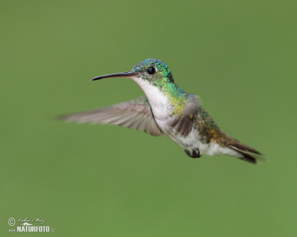 Andrean Emerald (Amazilia franciae)