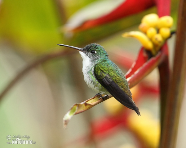 Andrean Emerald (Amazilia franciae)