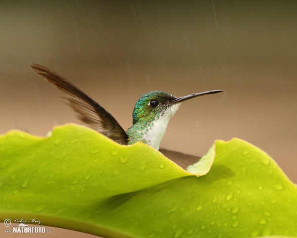 Andrean Emerald (Amazilia franciae)