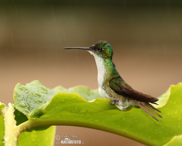 Andrean Emerald (Amazilia franciae)