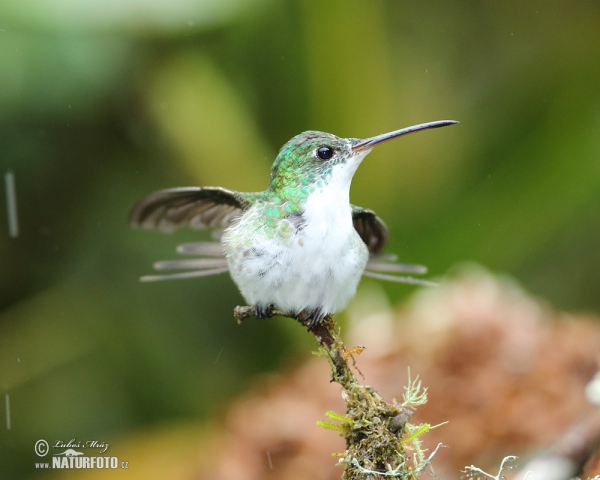 Andrean Emerald (Amazilia franciae)