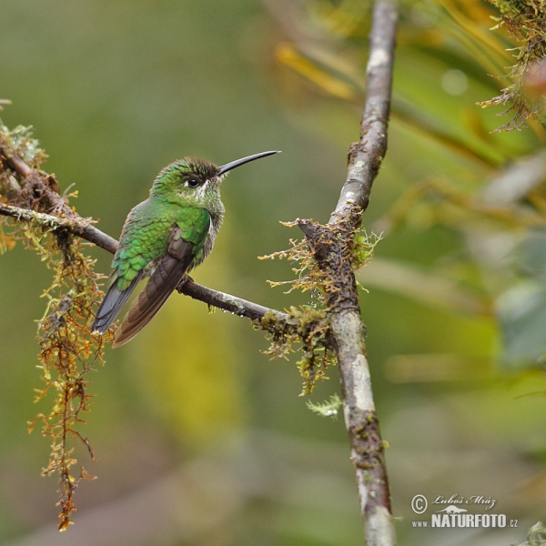 Andrean Emerald (Amazilia franciae)