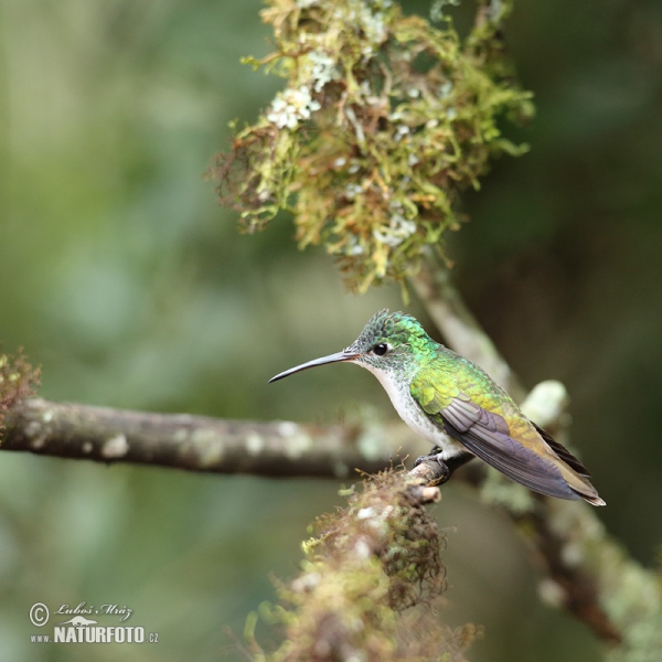 Andrean Emerald (Amazilia franciae)