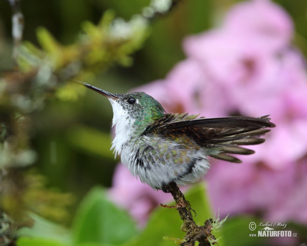 Andrean Emerald (Amazilia franciae)