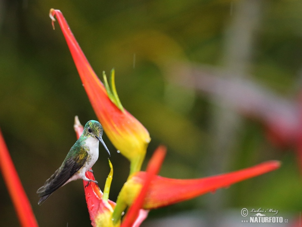 Andrean Emerald (Amazilia franciae)