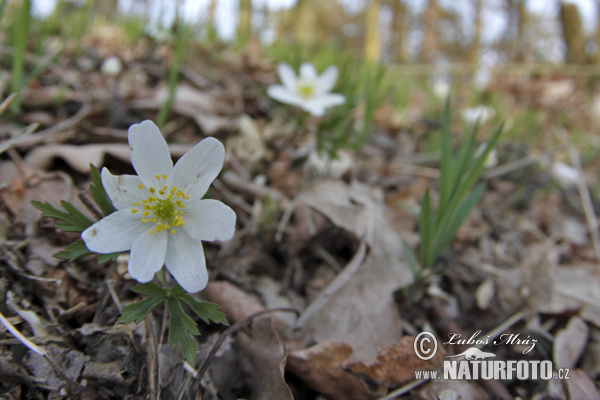 Anemone nemorosa