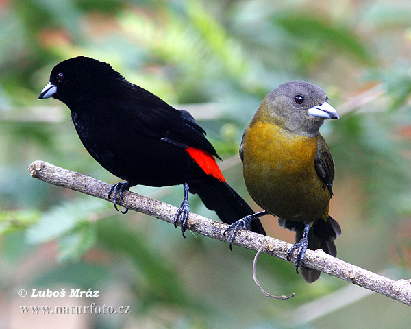 angara du Costa Rica