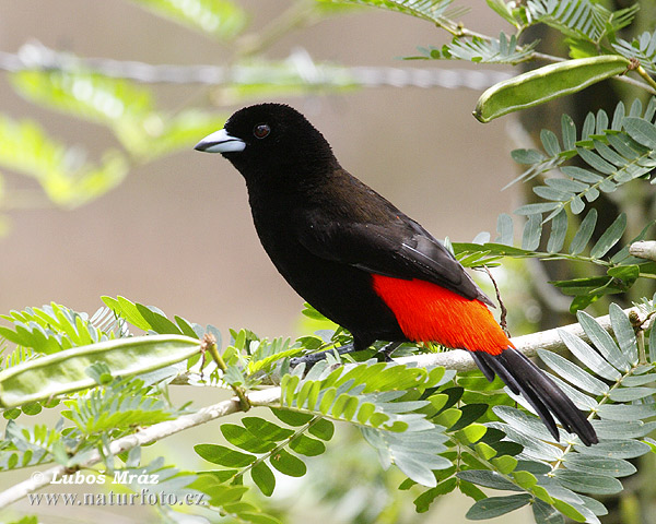 angara du Costa Rica