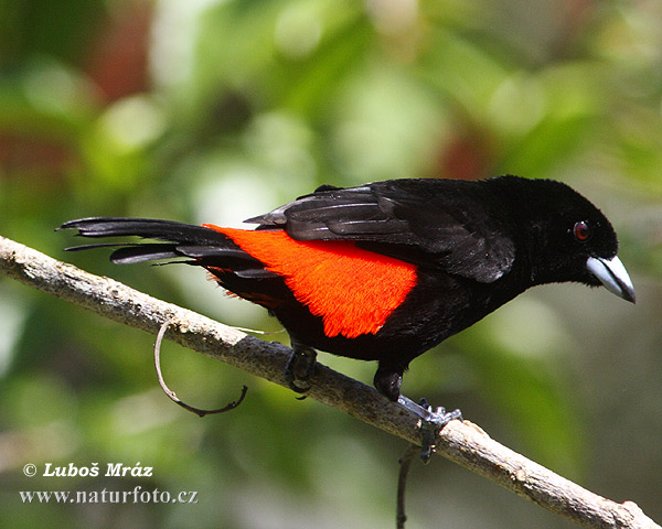 angara du Costa Rica