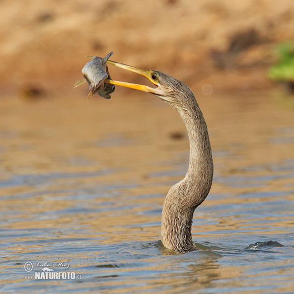 Anhinga (Anhinga anhinga)