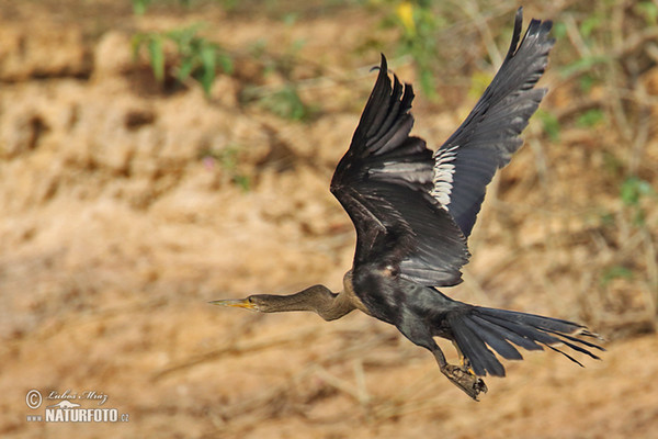 Anhinga (Anhinga anhinga)