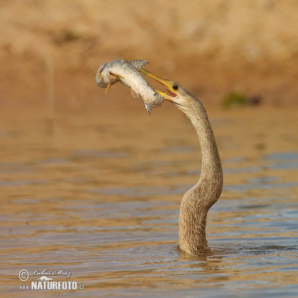 Anhinga (Anhinga anhinga)