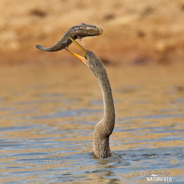 Anhinga americà