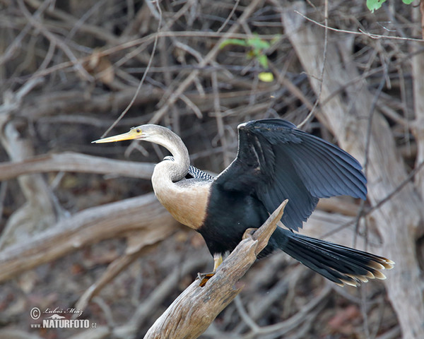 Anhinga d'Amérique