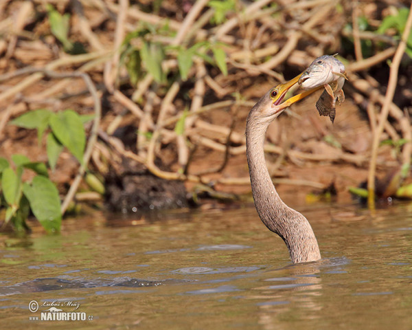 Anhinga d'Amérique