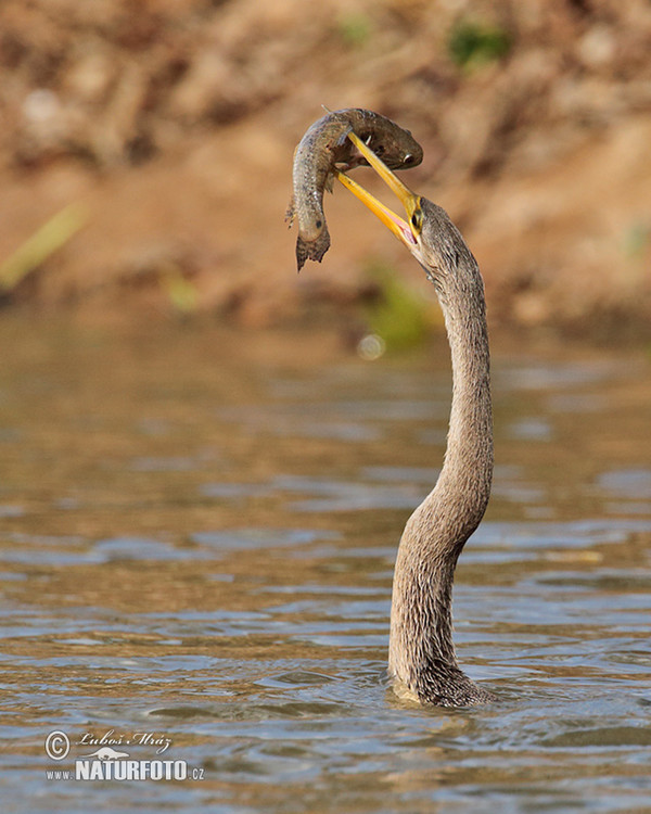 Anhinga d'Amérique