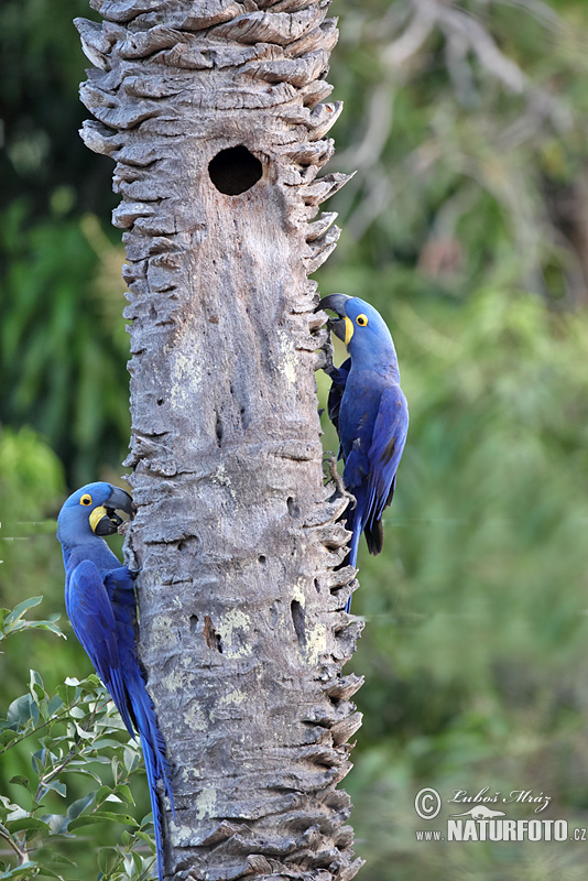 Anodorhynchus hyacinthinus