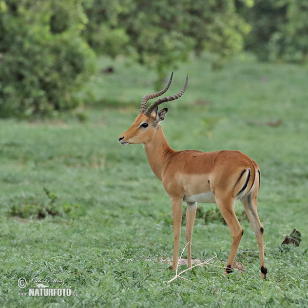 Antelope Impala (Aepyceros melampus)