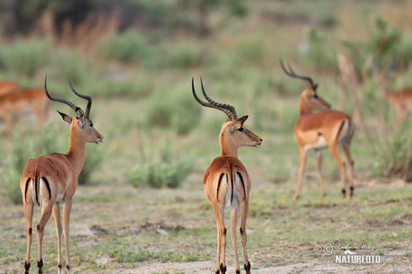 Antelope Impala (Aepyceros melampus)