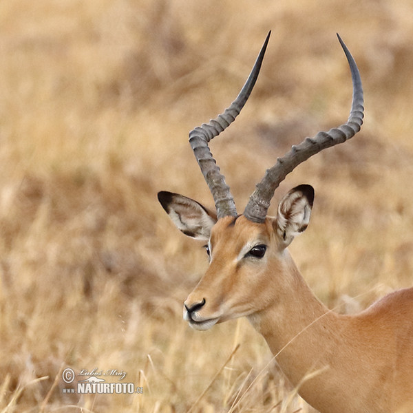 Antelope Impala (Aepyceros melampus)